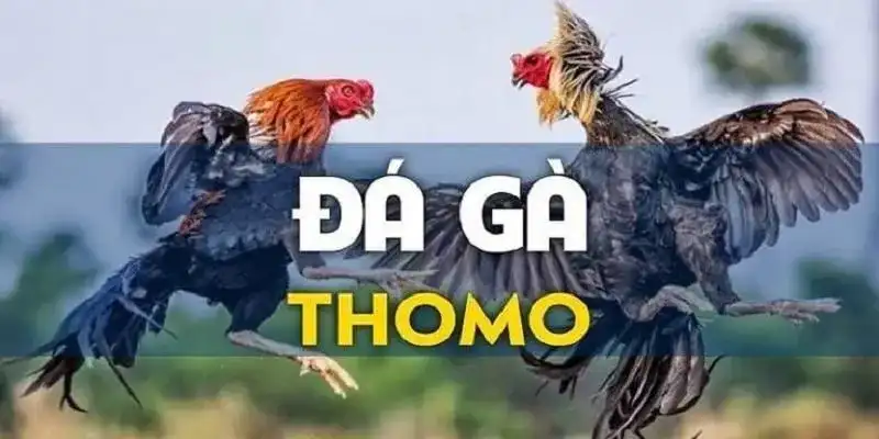 Đá gà thomo QQ88