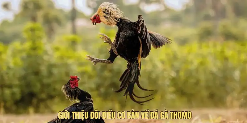 Giới thiệu đôi điều cơ bản về đá gà Thomo